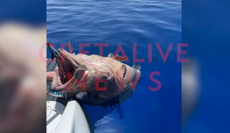 Ψάρεψαν βλάχο 70 κιλών στην Γαύδο – Δείτε βίντεο