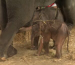 Σπάνια γέννηση διδύμων ελεφάντων – Η μητέρα έπαθε νευρικό κλονισμό και επιτέθηκε στο ένα νεογέννητο