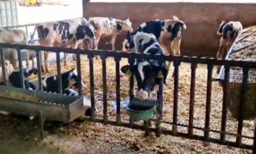 Κτηνοτρόφοι ψεκάζουν τα ζώα με νερό για να αντέξουν στον καύσωνα