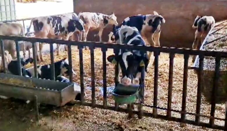 Κτηνοτρόφοι ψεκάζουν τα ζώα με νερό για να αντέξουν στον καύσωνα