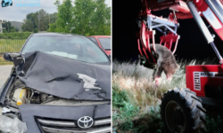 Σκοτώθηκε αρκούδα 300 κιλών σε σύγκρουση με αυτοκίνητο στην Καστοριά