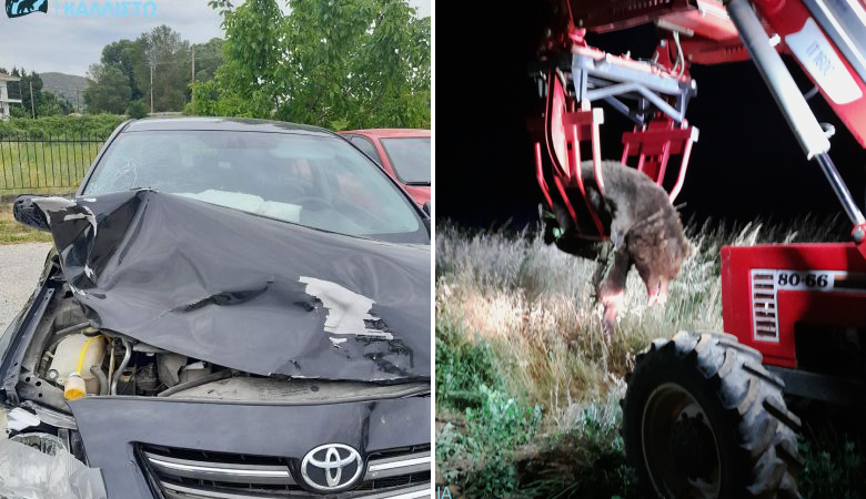 Σκοτώθηκε αρκούδα 300 κιλών σε σύγκρουση με αυτοκίνητο στην Καστοριά