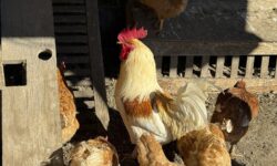 Γρίπη των Πτηνών: Με εμβόλια mRNA η καταπολέμηση της
