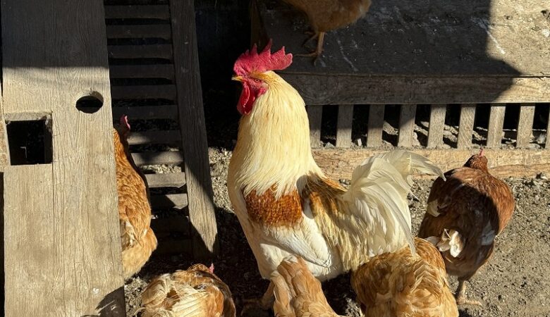 Γρίπη των Πτηνών: Με εμβόλια mRNA η καταπολέμηση της