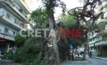 Μερική πτώση δέντρου προκάλεσε διακοπή της κυκλοφορίας οχημάτων στο Ηράκλειο
