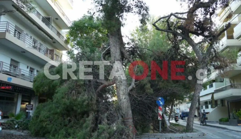 Μερική πτώση δέντρου προκάλεσε διακοπή της κυκλοφορίας οχημάτων στο Ηράκλειο