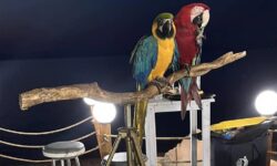Πρόστιμο 20.000 ευρώ σε ιδιοκτήτη ξενοδοχείου στη Χαλκιδική που χρησιμοποιούσε παπαγάλους ως «κράχτες»