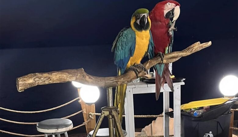 Πρόστιμο 20.000 ευρώ σε ιδιοκτήτη ξενοδοχείου στη Χαλκιδική που χρησιμοποιούσε παπαγάλους ως «κράχτες»