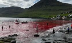 Φρίκη στα Νησιά Φερόε: Σφαγιάστηκαν περισσότερες από 90 φάλαινες-πιλότοι