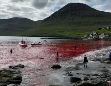 Φρίκη στα Νησιά Φερόε: Σφαγιάστηκαν περισσότερες από 90 φάλαινες-πιλότοι