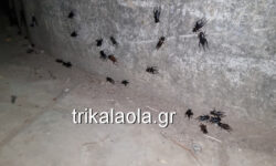 Εισβολή τριζονιών στα Τρίκαλα – «Μοιάζουν με κατσαρίδες που πετάνε»