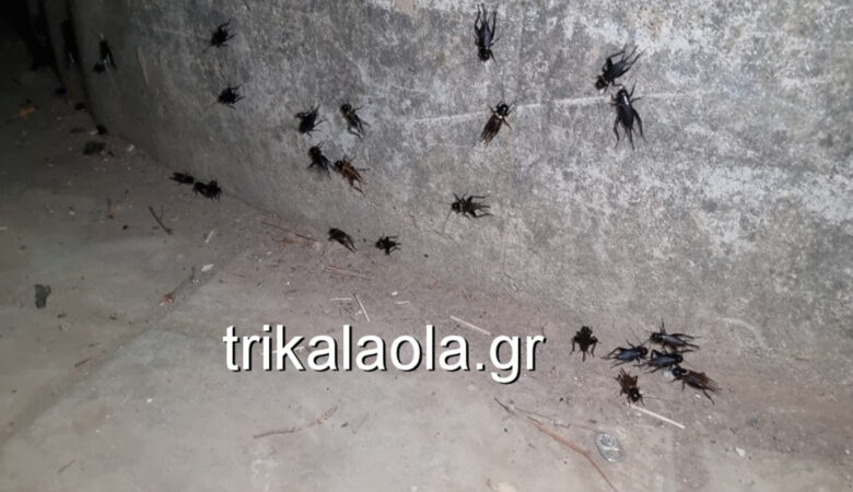 Εισβολή τριζονιών στα Τρίκαλα – «Μοιάζουν με κατσαρίδες που πετάνε»