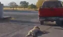 Κτηνωδία στην Ημαθία: Οδηγός αγροτικού έδεσε στην καρότσα ένα σκυλάκι και το έσερνε στην άσφαλτο