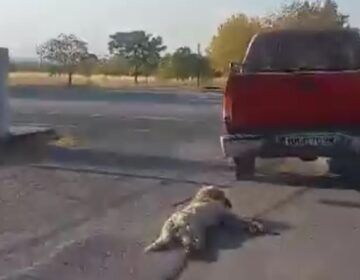 Κτηνωδία στην Ημαθία: Οδηγός αγροτικού έδεσε στην καρότσα ένα σκυλάκι και το έσερνε στην άσφαλτο