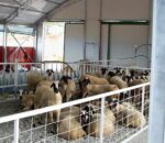 Επέκταση της ενίσχυσης προς τους αιγοπροβατοτρόφους που επλήγησαν από ζωονόσους