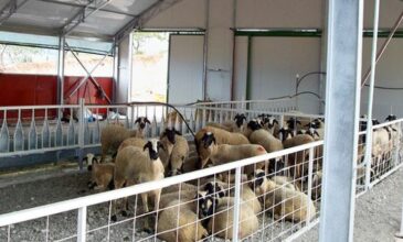 Συναγερμός και σε Δράμα και Ίασμο Ροδόπης μετά την επιβεβαιώση κρουσμάτων πανώλης σε αιγοπρόβατα