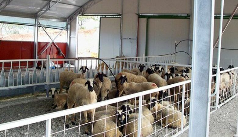 Η πανώλη «χτύπησε» άλλες τρεις φάρμες στη Θεσσαλία – Προς θανάτωση πάνω από 1.500 ζώα