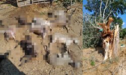 Κεραυνός σκότωσε 15 πρόβατα σε κτηνοτροφική μονάδα στο Σουφλί