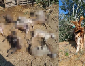 Κεραυνός σκότωσε 15 πρόβατα σε κτηνοτροφική μονάδα στο Σουφλί