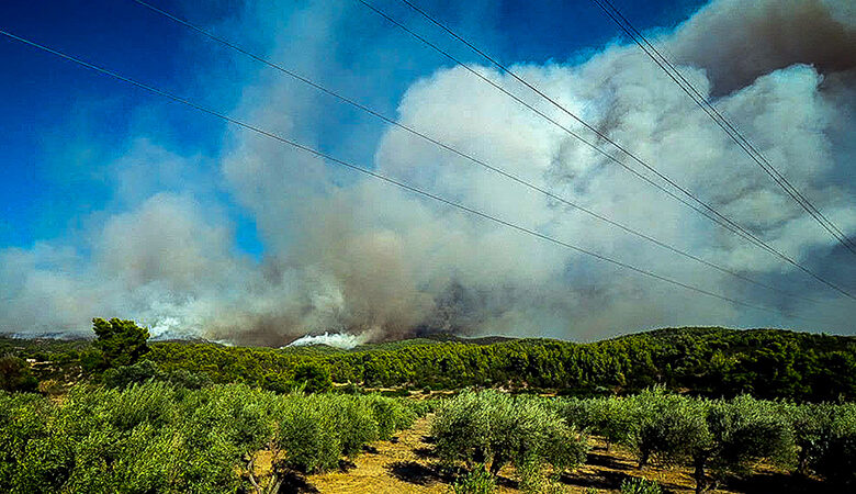 Γεράκι κάθισε σε καλώδια υψηλής τάσης και πιθανότατα προκάλεσε τη φωτιά στην Εύβοια