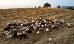 Συναγερμός και στην Κρήτη για την πανώλη των αιγοπροβάτων μετά τον εντοπισμό κρουσμάτων