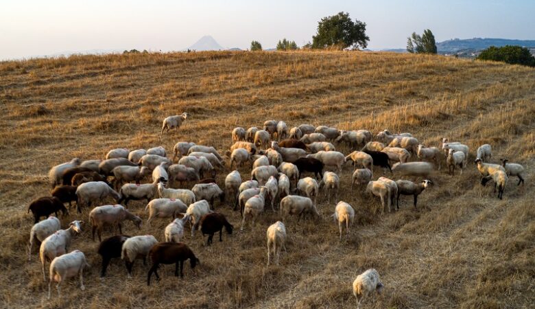 Απαγόρευση μετακίνησης αιγοπροβάτων προς σφαγή, λόγω κρούσματος ευλογιάς, στο Ηράκλειο