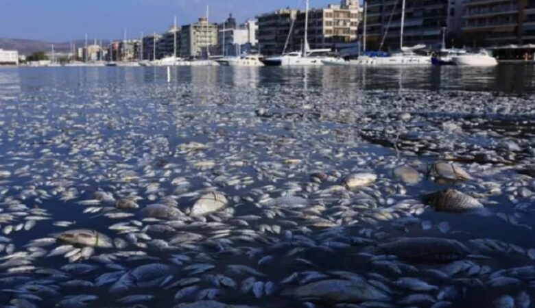 Σε κατάσταση έκτακτης ανάγκης κηρύχθηκε η Μαγνησία για τα νεκρά ψάρια στον Παγασητικό