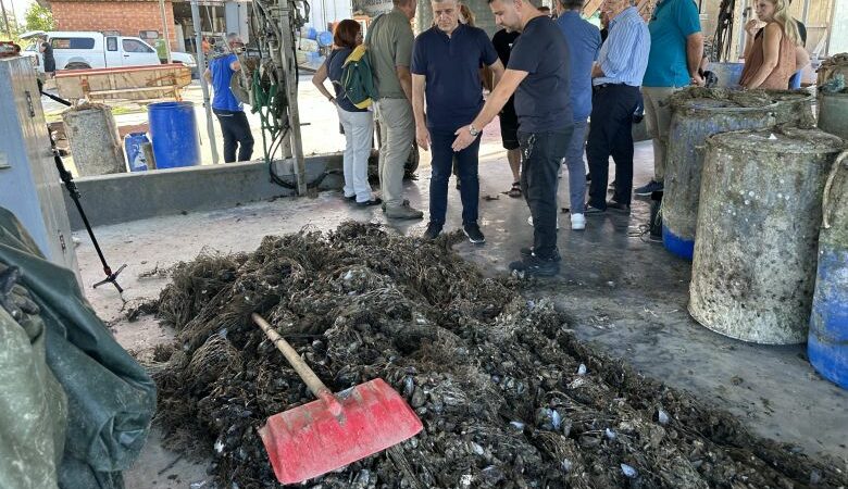 Ολοκληρωτική καταστροφή στις μυδοκαλλιέργειες του Θερμαϊκού Κόλπου