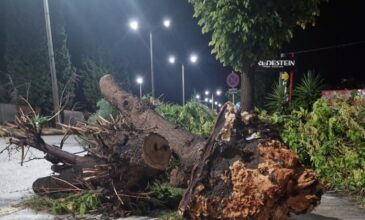 Ξαφνικό μπουρίνι ξερίζωσε δένδρα στη Φθιώτιδα – Χαλάζι έπληξε την Ελασσόνα και το Βελβεντό Κοζάνης