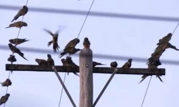 Aντιμέτωπη με εισβολή… παπαγάλων μια πόλη στην Αργεντινή