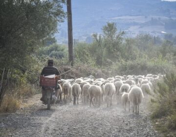 Απαγόρευση μετακινήσεων αιγοπροβάτων σε όλη την Ελλάδα εξαιτίας της ευλογιάς των προβάτων