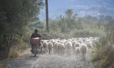 Απαγόρευση μετακινήσεων αιγοπροβάτων σε όλη την Ελλάδα εξαιτίας της ευλογιάς των προβάτων