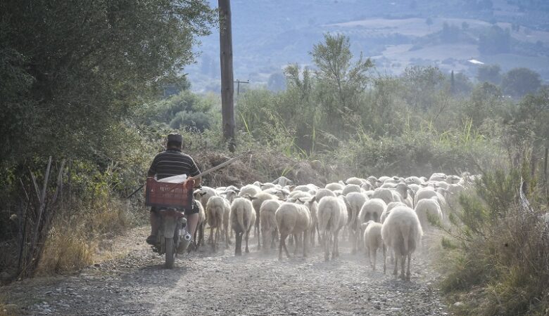 Απαγόρευση μετακινήσεων αιγοπροβάτων σε όλη την Ελλάδα εξαιτίας της ευλογιάς των προβάτων