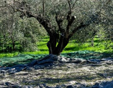 Συνελήφθη 41χρονος αλλοδαπός στο Ηράκλειο για κλοπή ελαιόκαρπων