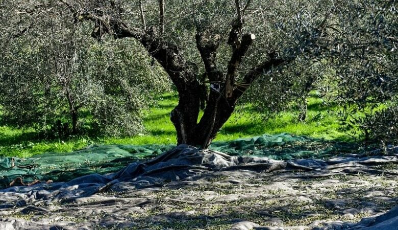 Συνελήφθη 41χρονος αλλοδαπός στο Ηράκλειο για κλοπή ελαιόκαρπων