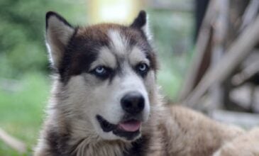 Σκυλιά οικογενειακού εκτροφείου στο Βέλγιο επιτέθηκαν και σκότωσαν το 7χρονο παιδί των ιδιοκτητών