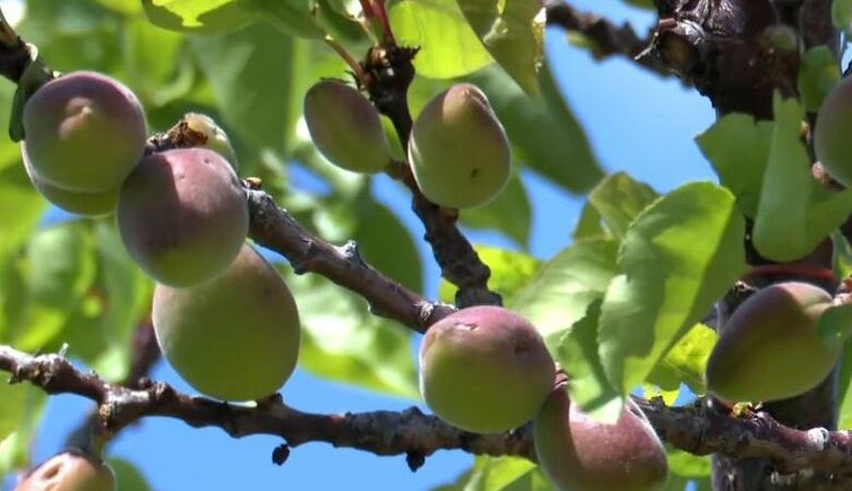 Μεγάλες ζημιές στις καλλιέργειες από την πρόσφατη κακοκαιρία στην Χαλκιδική