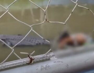Κροκόδειλος «άρπαξε» τουρίστα που πήγε να βγάλει… selfie με το τρομακτικό ερπετό