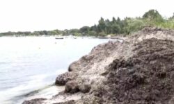 «Βουνό» τα φύκια σε παραλίες της Σιθωνίας λίγο πριν την έναρξη της τουριστικής περιόδου στην Χαλκιδική
