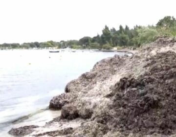 «Βουνό» τα φύκια σε παραλίες της Σιθωνίας λίγο πριν την έναρξη της τουριστικής περιόδου στην Χαλκιδική