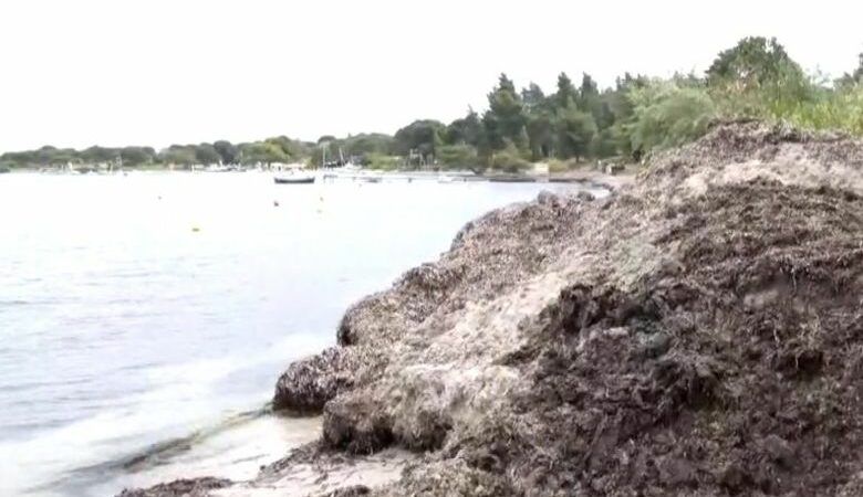 «Βουνό» τα φύκια σε παραλίες της Σιθωνίας λίγο πριν την έναρξη της τουριστικής περιόδου στην Χαλκιδική