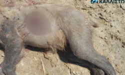 Σκότωσαν αρκούδα με πυροβόλο όπλο στην Καστοριά