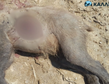 Σκότωσαν αρκούδα με πυροβόλο όπλο στην Καστοριά