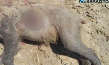 Σκότωσαν αρκούδα με πυροβόλο όπλο στην Καστοριά