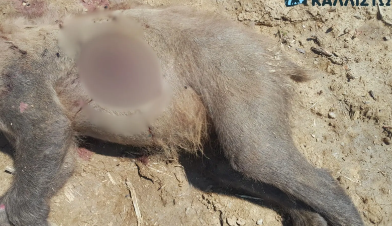 Σκότωσαν αρκούδα με πυροβόλο όπλο στην Καστοριά