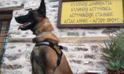 Βγαίνει στη σύνταξη ο Όσκαρ, ο πιο διάσημος σκύλος περιπολίας της ΕΛ.ΑΣ.