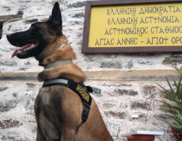 Βγαίνει στη σύνταξη ο Όσκαρ, ο πιο διάσημος σκύλος περιπολίας της ΕΛ.ΑΣ.