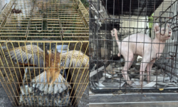 Εξιχνιάστηκε υπόθεση παράνομου εμπορίου ζώων στην περιοχή του Γέρακα