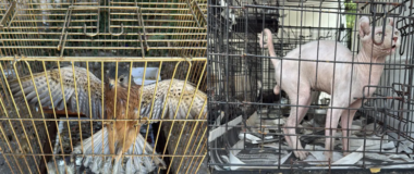 Εξιχνιάστηκε υπόθεση παράνομου εμπορίου ζώων στην περιοχή του Γέρακα