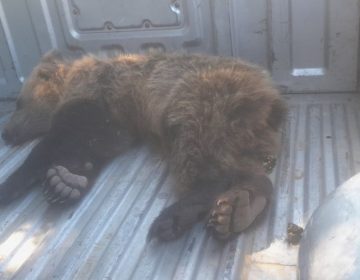 Αρκουδάκι χτυπήθηκε σε τροχαίο και εγκαταλείφθηκε, αλλά σώθηκε χάρη στην άμεση επέμβαση αρμοδίων φορέων